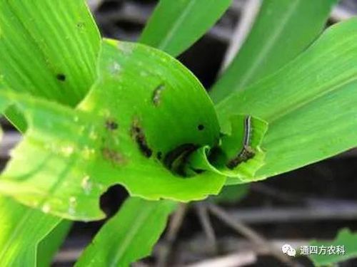 ���הQ����ô�k����ץ�o��Q��Ӱ푮a(ch��n)��!!!